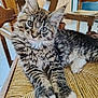 kitten, cat, tabby, blue_eyes, fluffy, whiskers, paws, fur, chair, woven_chair, wooden_chair, indoor, pet, cute, animal, relaxed, close_up, curious, young_cat, seated