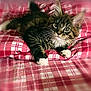 cat, kitten, tabby, white_paws, plaid_blanket, red, white, fur, whiskers, cute, pet, animal, indoor, cozy, resting, looking, eyes, soft_focus, bed, comfort