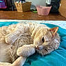 Margaret is registered to the contest to win money with this photo: cat, fluffy, beige, indoor, blanket, relaxed, pet, feline, tail, cozy, home, floor, basket, crate, toy, soft, whiskers, ears, laying, comfort