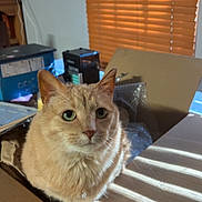 Margaret is registered to the contest to win money with this photo: cat, ginger_cat, cardboard_box, indoor, sunlight, shadows, wooden_blinds, green_eyes, feline, pet, cozy, household_items, table, box, domestic_animal, striped_shadows, close_up, fur, relaxed, window_light