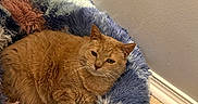 Margaret is registered to the contest to win money with this photo: cat, orange_cat, pet_bed, fluffy, indoor, floor, wall, relaxed, resting, feline, cute, comfortable, cozy, animal, fur, whiskers, ears, home, portrait, lazy