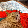 Margaret joined the competition — help win amazing prizes! cat, orange_cat, pet, feline, fur, whiskers, relaxed, indoor, carpet, patterned_rug, cardboard_box, red_fabric, closeup, cute, animal, comfort, resting, cozy, face, portrait