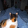 Maxine is registered to the contest to win money with this photo: cat, calico_cat, blanket, bed, indoor, furniture, door, lamp, room, dark, cozy, comfort, animal, pet, fur, resting, blue, home, quiet, relaxation