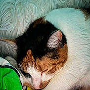 Maxine joined the competition — help win amazing prizes! cat, calico_cat, sleeping, resting, fur, pet, cozy, blanket, white_fur, orange_fur, black_fur, indoor, cute, animal, napping, close_up, soft, relaxation, domestic_cat, whiskers
