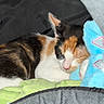 Maxine is registered to the contest to win money with this photo: animal, blanket, blue, calico, cat, closeup, comfortable, cozy, cute, domestic_cat, feline, fur, indoor, nap, pet, relaxation, resting, sleeping, soft_toy, whiskers