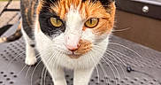 Maxine is registered to the contest to win money with this photo: animal, background_blur, calico_cat, cat, closeup, curious, daylight, domestic_animal, focused, fur, mammal, metal, nature, outdoor, pet, portrait, stairs, walking, whiskers, yellow_eyes