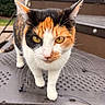 Maxine is registered to the contest to win money with this photo: cat, calico_cat, animal, pet, outdoor, stairs, yellow_eyes, fur, whiskers, closeup, curious, walking, metal, background_blur, nature, daylight, portrait, mammal, domestic_animal, focused