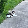 Maxine is registered to the contest to win money with this photo: animal, background, calico_cat, cat, curious, daylight, fur, grass, greenery, mammal, nature, outdoor, pavement, pet, quiet, relaxed, resting, sidewalk, urban, whiskers