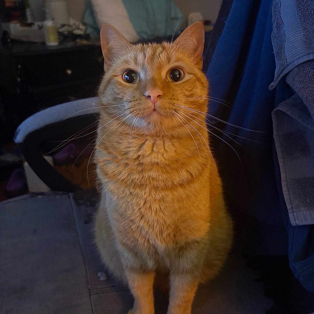 Athena joined the competition — help win amazing prizes! cat, ginger_cat, indoor, chair, pet, animal, feline, curious, sitting, whiskers, orange_fur, domestic_cat, household, cozy, portrait, looking_up, fur, ears, eyes, home