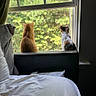 cat, cats, window, windowsill, bed, blanket, pillow, curtain, greenery, trees, nature, indoor, pets, animal, orange_cat, calico_cat, resting, looking_outside, daylight, peaceful