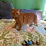 Athena is registered to the contest to win money with this photo: cat, orange_tabby, bed, quilt, pillows, green_wall, figurines, dragons, toy_dragons, indoor, pet, animal, striped, feline, cute, small_toys, colorful, home, cozy, walking