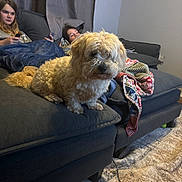 Joseph joined the competition — help win amazing prizes! dog, couch, blanket, child, remote_control, living_room, carpet, furniture, curtains, relaxing, indoor, pet, cozy, casual, seated, curly_fur, home, resting, two_people, curious