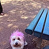 Joseph joined the competition — help win amazing prizes! dog, pink_hair, bench, outdoor, dirt, fence, person, paw, shadow, sunlight, playful, park, grass, happy, pet, animal, fur, collar, ground, nature