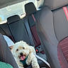Joseph is registered to the contest to win money with this photo: dog, car_interior, back_seat, seatbelt, harness, fluffy_dog, happy_dog, tongue_out, pet, vehicle, window, sunlight, black_seat, red_stitching, leather_seat, companion, road_trip, cute, animal, domestic_pet