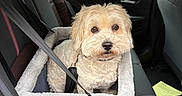 Joseph is registered to the contest to win money with this photo: animal, backseat, booster_seat, car, companion, curious, cute, daytime, dog, fluffy, interior, leash, pet, safety, seatbelt, small_dog, suburban, transportation, travel, window