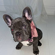 Willow joined the competition — help win amazing prizes! french_bulldog, puppy, dog, pet, bow, collar, white_floor, indoor, cute, small, ears, looking_up, animal, young, adorable, curious, black_coat, domestic_dog, portrait, standing