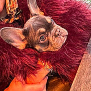 Arlo is registered to the contest to win money with this photo: french_bulldog, puppy, dog, pet, ears, blanket, hand, person, coat, checkered, fur, table, wood, close_up, indoors, warm_lighting, cuddle, comfort, animal, cute