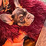 french_bulldog, puppy, dog, pet, ears, blanket, hand, person, coat, checkered, fur, table, wood, close_up, indoors, warm_lighting, cuddle, comfort, animal, cute