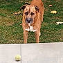 dog, brown_dog, tennis_ball, grass, outdoor, alert, pet, animal, fur, ears, snout, tiles, playful, waiting, front_legs, nature, daylight, yard, curious, standing