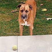 Nougat participe au concours pour gagner de l'argent avec cette photo : dog, brown_dog, tennis_ball, grass, outdoor, alert, pet, animal, fur, ears, snout, tiles, playful, waiting, front_legs, nature, daylight, yard, curious, standing