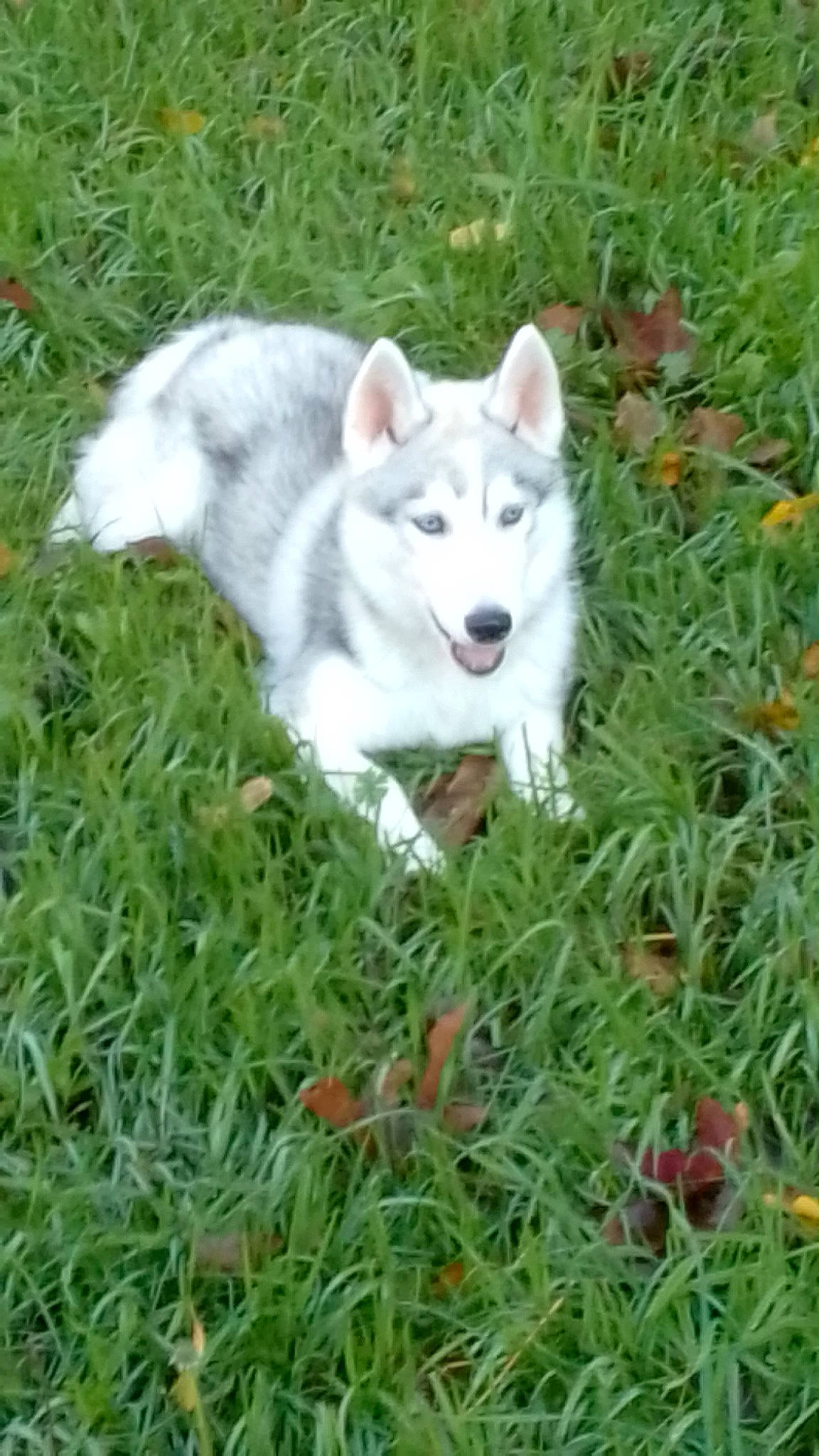 Tita a rejoint le concours — aidez-le/la à gagner de superbes lots ! ancient_dog_breeds, canis_lupus_tundrarum, carnivore, dog, dog_breed, grass, grassland, groundcover, herbaceous_plant, plant, sedge_family, terrestrial_animal, wildlife, wolf