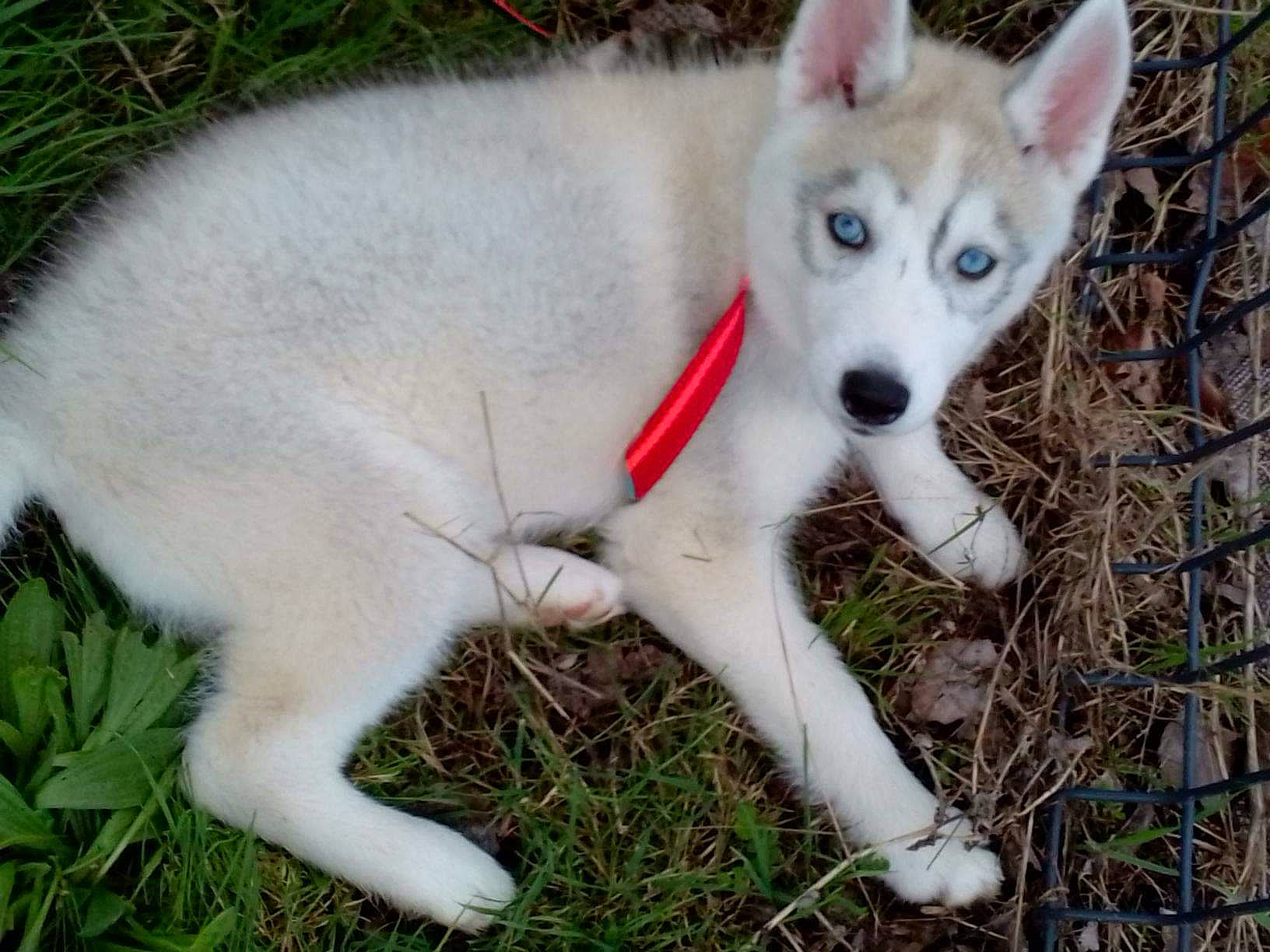 Tita a rejoint le concours — aidez-le/la à gagner de superbes lots ! ancient_dog_breeds, canis, canis_lupus_tundrarum, carnivore, companion_dog, dog, dog_breed, fur, grass, non_sporting_group, plant, siberian_husky, sporting_group, tail, terrestrial_animal, whiskers, wolf, working_animal, working_dog