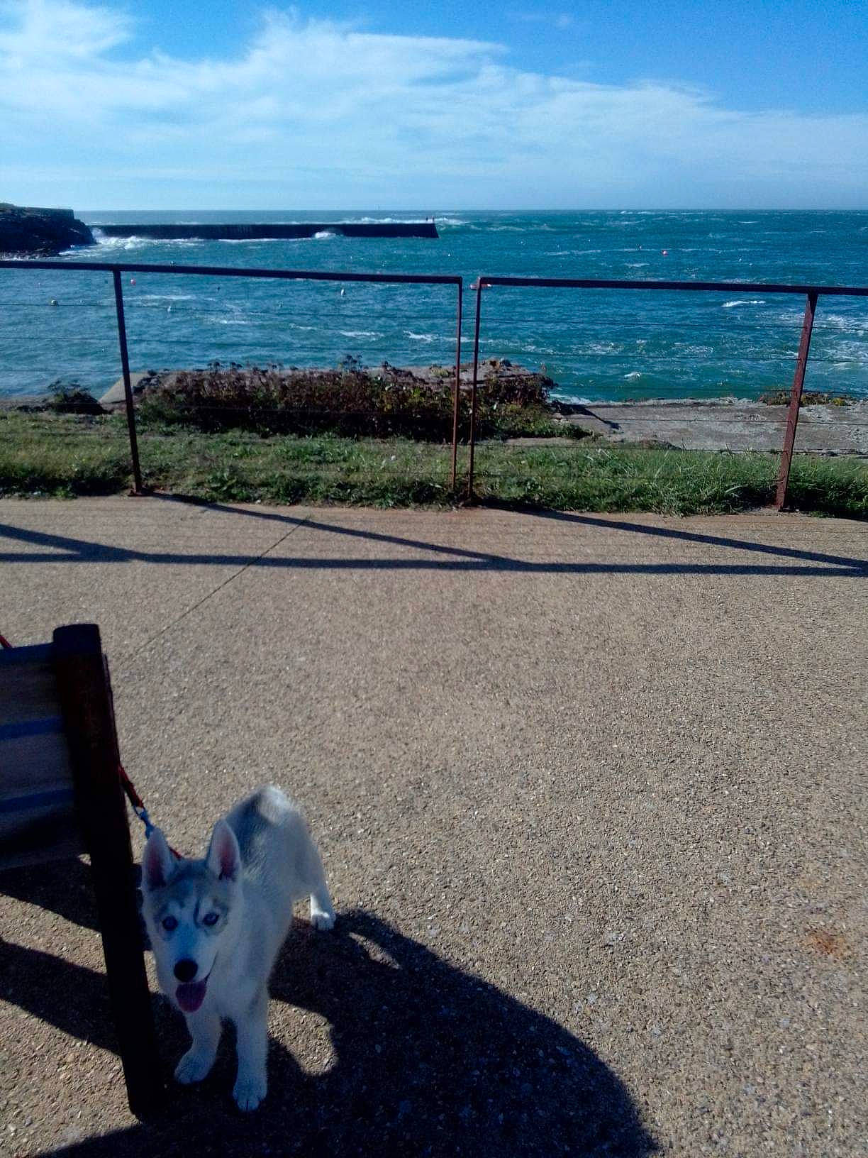 Tita participe au concours pour gagner de l'argent avec cette photo : azure, beach, blue, carnivore, cloud, companion_dog, dog_breed, grass, horizon, lake, landscape, leisure, line, morning, outdoor_furniture, plant, sky, tail, water, wood