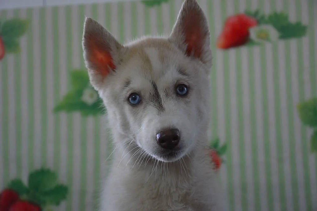 Tita a rejoint le concours — aidez-le/la à gagner de superbes lots ! ancient_dog_breeds, art, canidae, canis, carnivore, collar, companion_dog, dog, dog_breed, dog_supply, fawn, fur, non_sporting_group, snout, sporting_group, terrestrial_animal, triangle, whiskers, working_animal, working_dog