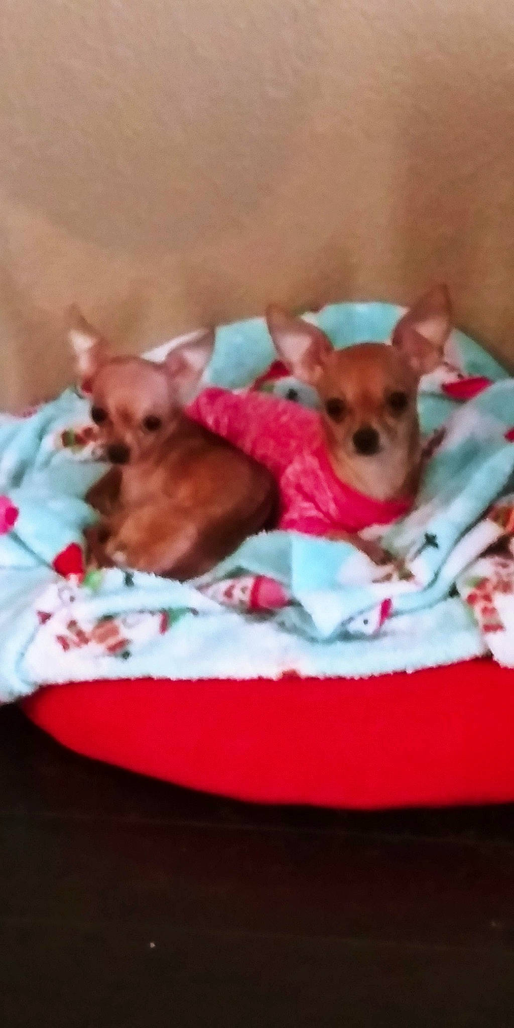 Momma And Bailey joined the competition — help win amazing prizes! bed, canidae, carnivore, chihuahua, comfort, companion_dog, dog, dog_bed, dog_breed, dog_clothes, dog_supply, fawn, paw, pet_supply, pink, snout, sporting_group, toy_dog, vertebrate, whiskers