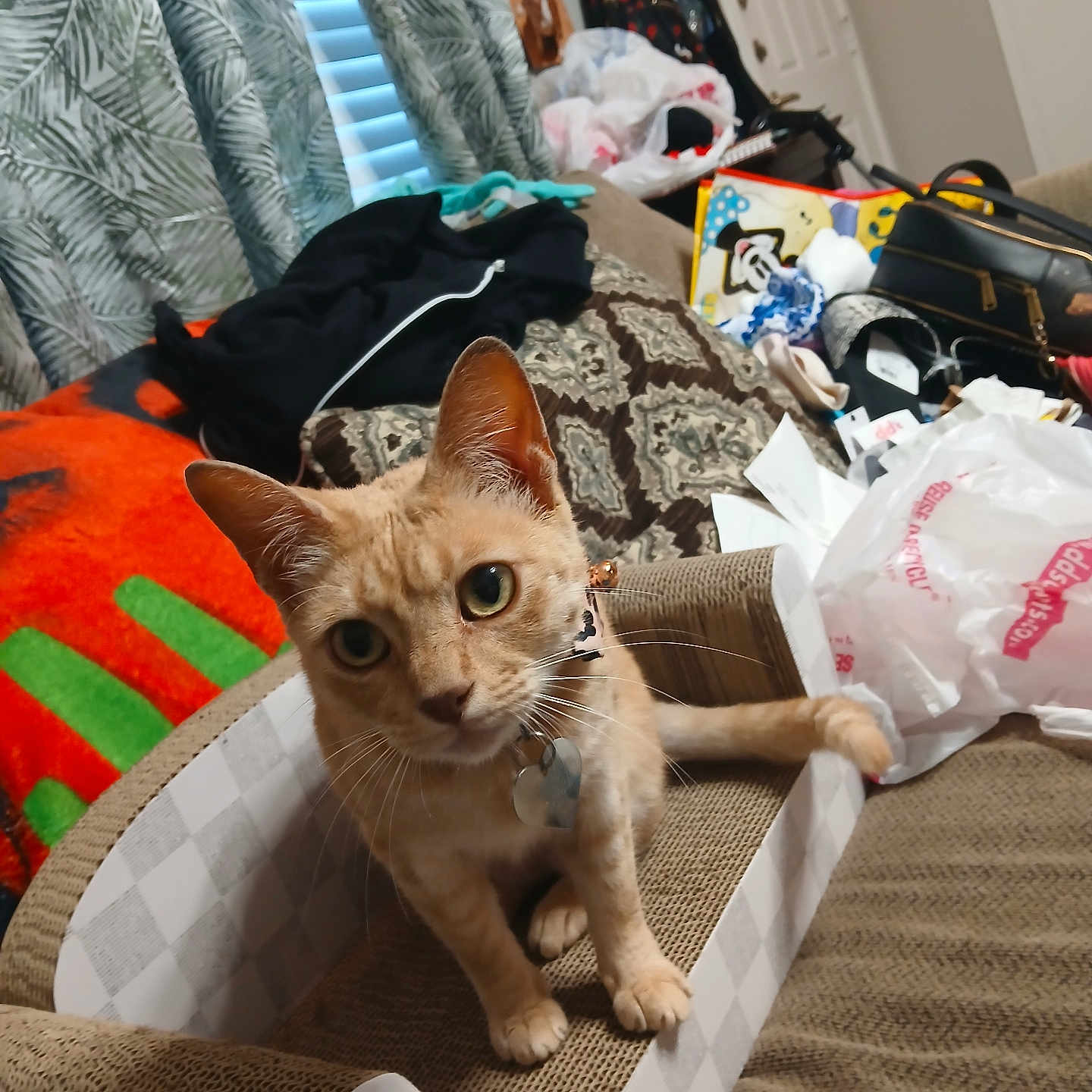 Vye joined the competition — help win amazing prizes! bag, blanket, cat, clutter, collar, couch, curious, curtains, ears, feline, fur, household_items, indoor, living_room, orange_tabby, pet, scratcher, tag, whiskers, window