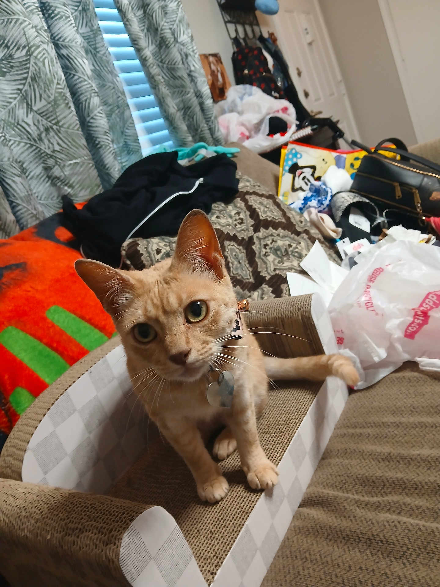 Vye joined the competition — help win amazing prizes! cat, orange_tabby, scratcher, collar, tag, curious, living_room, blanket, bag, clutter, couch, window, curtains, household_items, pet, feline, indoor, fur, whiskers, ears