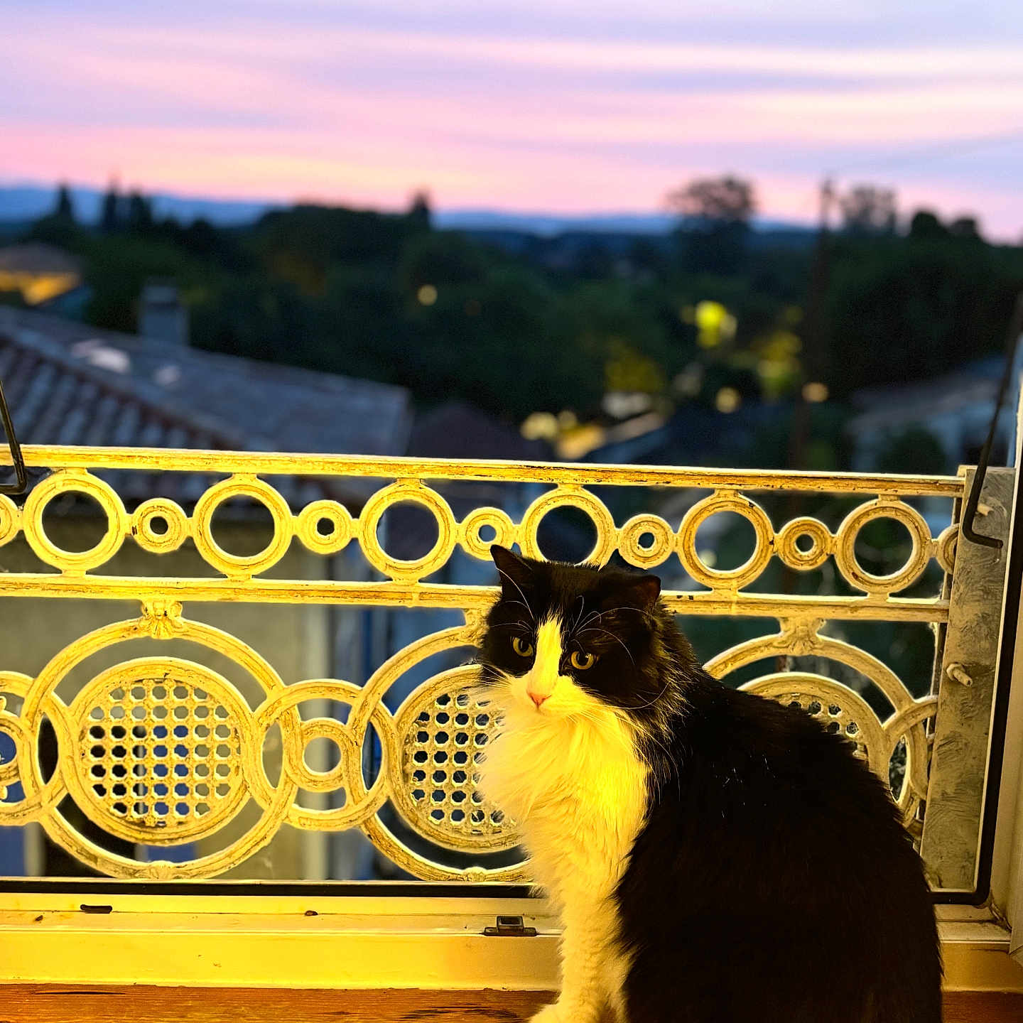 Tchico a rejoint le concours — aidez-le/la à gagner de superbes lots ! animal, balcony, black_and_white, blurred_background, cat, evening, fluffy, outdoor, pastel_colors, pet, railing, rooftops, serene, sitting, sky, sunset, trees, window, windowsill, wood