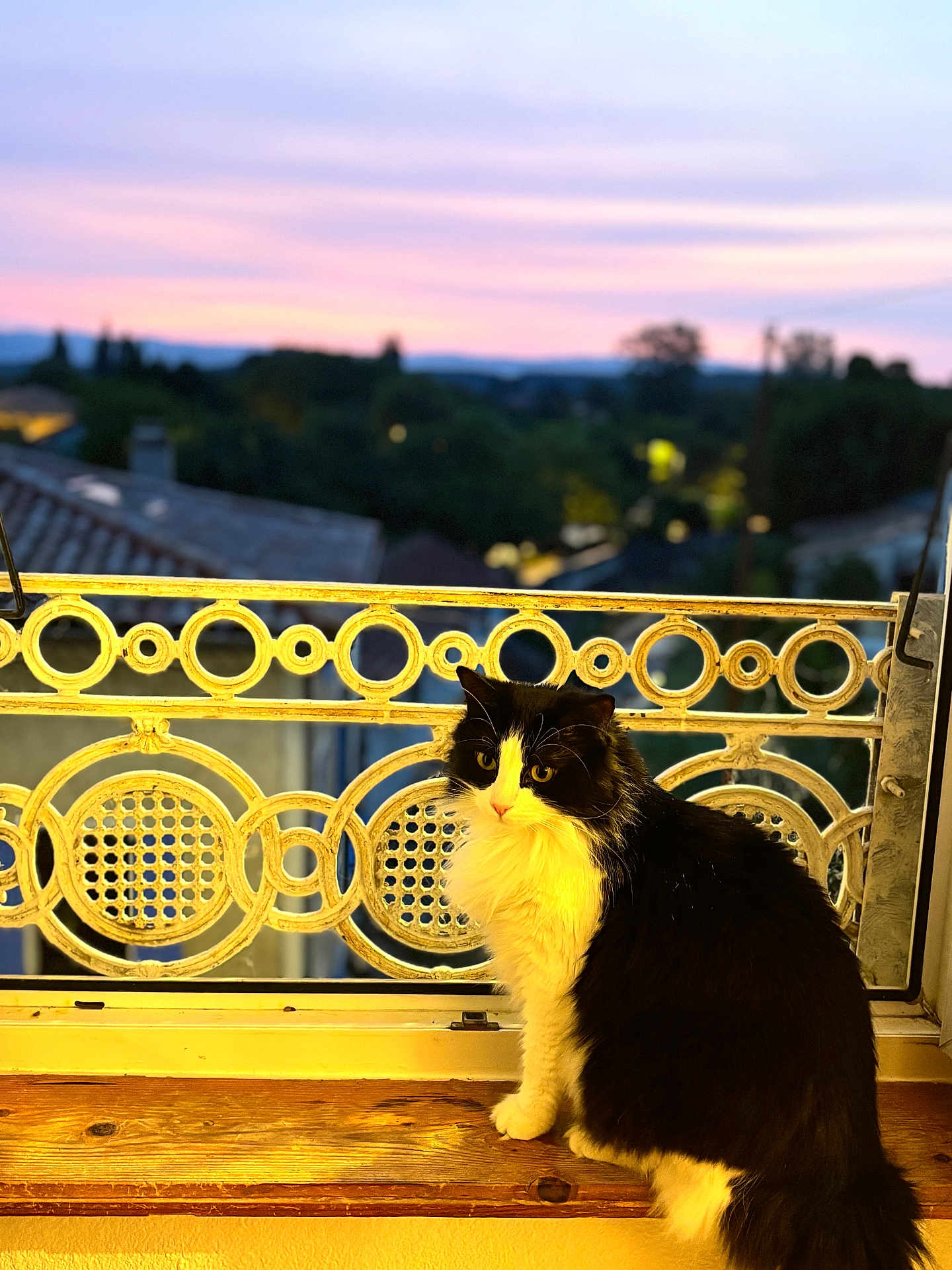 Tchico a rejoint le concours — aidez-le/la à gagner de superbes lots ! cat, black_and_white, fluffy, windowsill, balcony, railing, sunset, sky, pastel_colors, blurred_background, trees, rooftops, evening, wood, animal, pet, outdoor, window, sitting, serene
