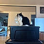 Tchico a rejoint le concours — aidez-le/la à gagner de superbes lots ! cat, black_and_white, storage_bins, indoor, living_room, mirror, television, furniture, pet, domestic_animal, floor, modern, kitchen, houseplant, wooden_floor, window, reflection, appliance, container, home