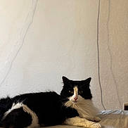 Tchico a rejoint le concours — aidez-le/la à gagner de superbes lots ! cat, black_and_white, fluffy, lying_down, bed, indoor, pet, animal, fur, whiskers, ears, paws, relaxed, looking_at_camera, domestic_cat, feline, cute, resting, mammal, household