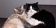 Tchico a rejoint le concours — aidez-le/la à gagner de superbes lots ! cat, cats, feline, fluffy, pets, indoor, couch, gray, black_and_white, cream, fur, animal, cute, resting, laying, pair, companions, eyes, flash, cozy