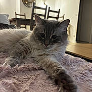 Stitch a rejoint le concours — aidez-le/la à gagner de superbes lots ! cat, fluffy, paw, blanket, indoor, furniture, chair, wooden_floor, shelf, home, relaxed, pet, close_up, cozy, fur, stretching, domestic_animal, mammal, whiskers, cute