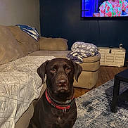 Athena joined the competition — help win amazing prizes! dog, labrador, brown_dog, collar, living_room, couch, blanket, rug, wooden_floor, television, furniture, indoor, pet, floor, table, decor, canine, seated, watching, cozy