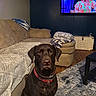 dog, labrador, brown_dog, collar, living_room, couch, blanket, rug, wooden_floor, television, furniture, indoor, pet, floor, table, decor, canine, seated, watching, cozy