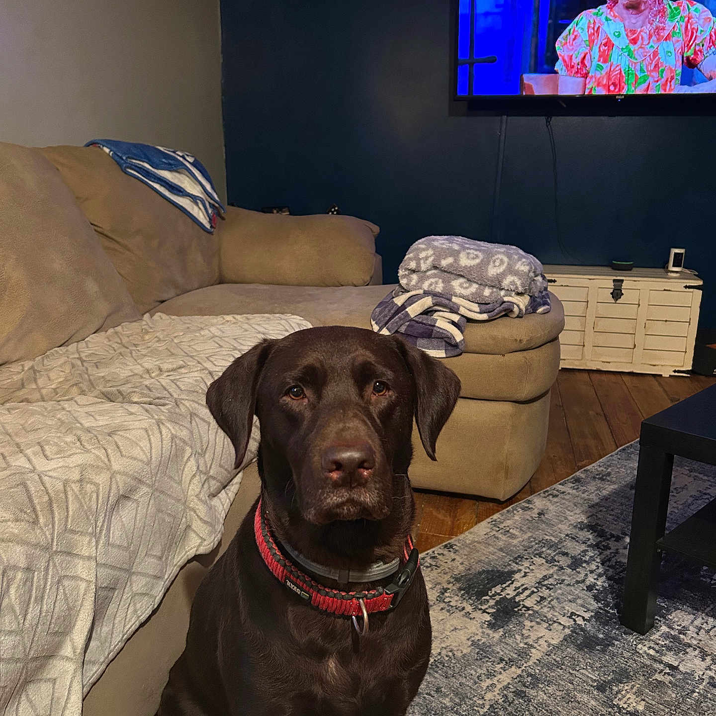 Athena joined the competition — help win amazing prizes! dog, labrador, brown_dog, collar, living_room, couch, blanket, rug, wooden_floor, television, furniture, indoor, pet, floor, table, decor, canine, seated, watching, cozy