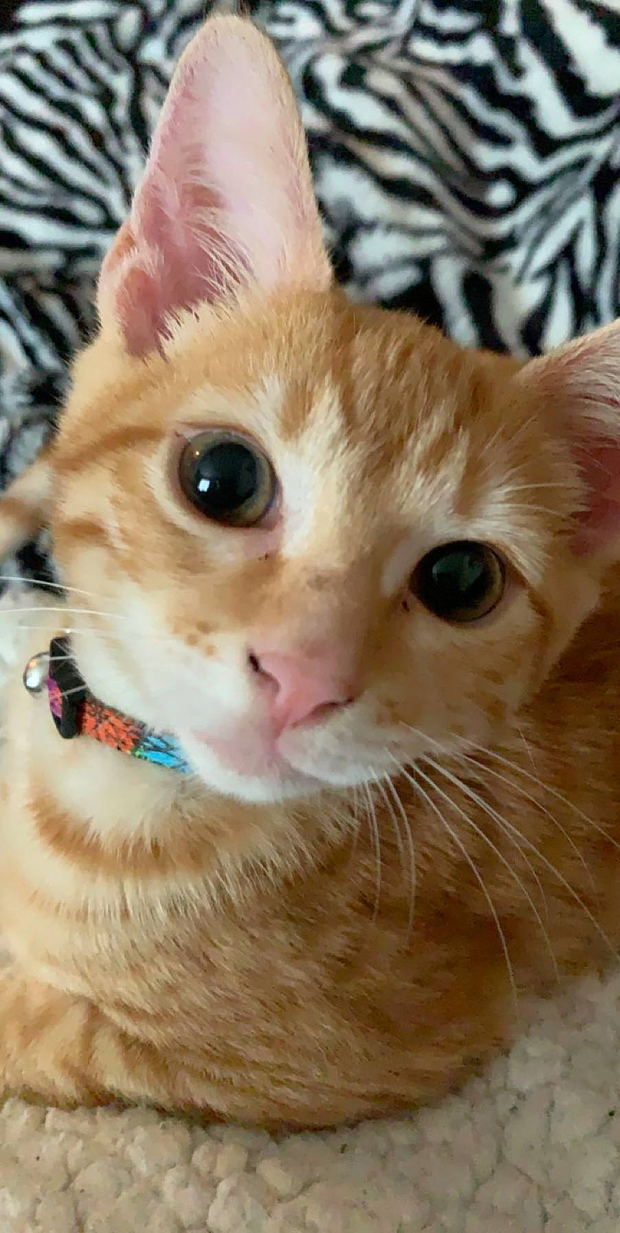 Cato is registered to the contest to win money with this photo: aegean_cat, arabian_mau, asian, carnivore, cat, close_up, domestic_short_haired_cat, european_shorthair, eye, fawn, felidae, german_rex, kitten, mammal, nose, small_to_medium_sized_cats, snout, tabby_cat, vertebrate, whiskers
