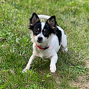Fluffy is registered to the contest to win money with this photo: dog, small_dog, black_and_white, red_collar, grass, outdoor, pet, cute, playful, animal, ears_up, eyes_wide, fur, canine, nature, summer, greenery, young_dog, alert, adorable