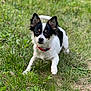 dog, small_dog, black_and_white, red_collar, grass, outdoor, pet, cute, playful, animal, ears_up, eyes_wide, fur, canine, nature, summer, greenery, young_dog, alert, adorable