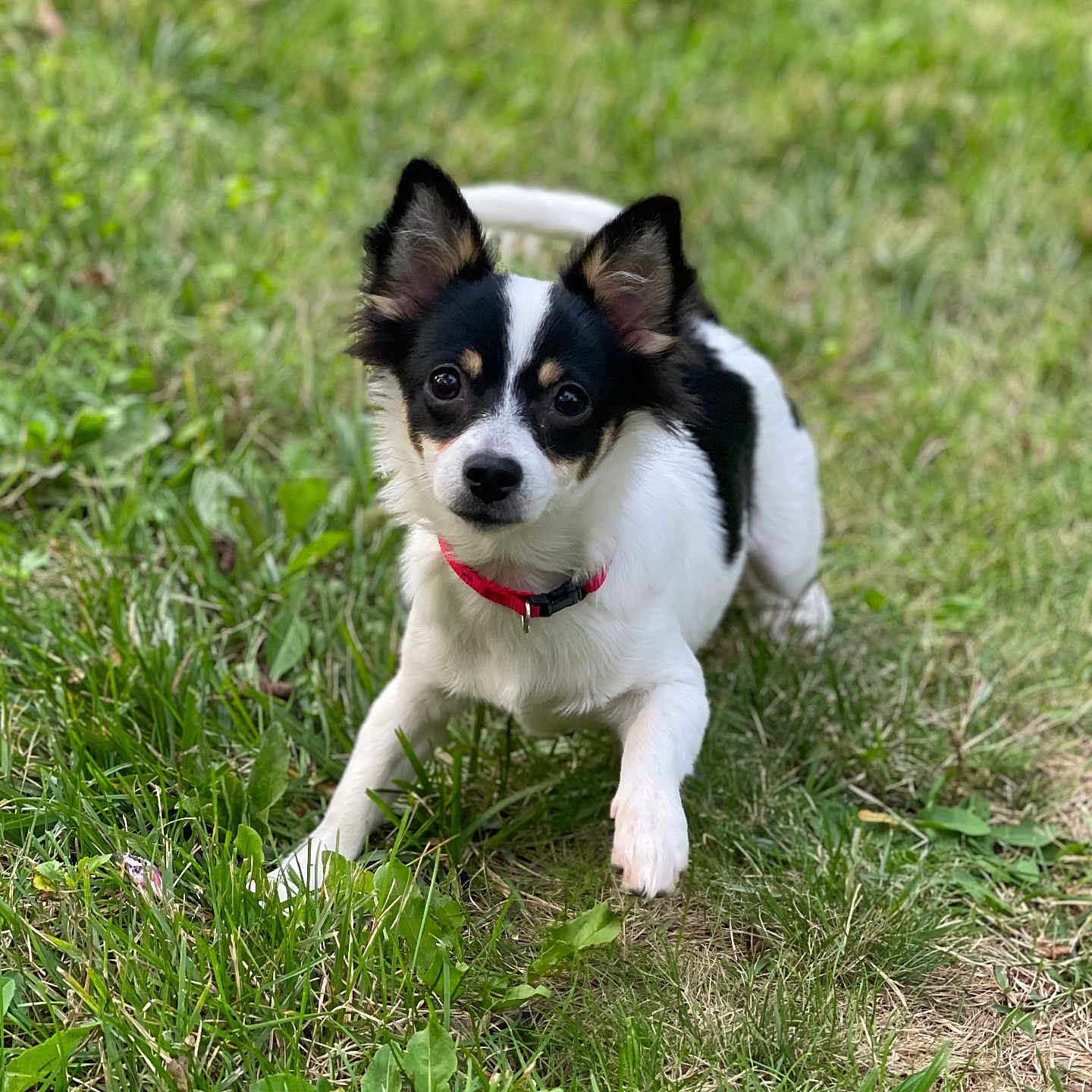 Fluffy is registered to the contest to win money with this photo: adorable, alert, animal, black_and_white, canine, cute, dog, ears_up, eyes_wide, fur, grass, greenery, nature, outdoor, pet, playful, red_collar, small_dog, summer, young_dog