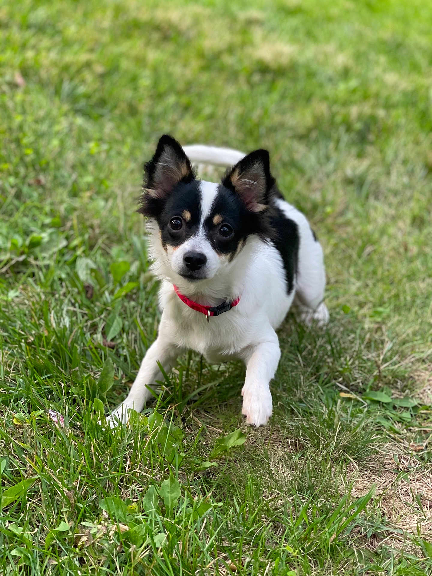 Fluffy is registered to the contest to win money with this photo: dog, small_dog, black_and_white, red_collar, grass, outdoor, pet, cute, playful, animal, ears_up, eyes_wide, fur, canine, nature, summer, greenery, young_dog, alert, adorable
