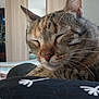 Lola participe au concours pour gagner de l'argent avec cette photo : bedroom, blanket, cat, close_up, cute, domestic_animal, fur, furniture, indoor, netflix, pattern, pet, poster, relaxed, resting, sleeping, soft_focus, tabby_cat, wardrobe, whiskers