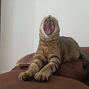 Lola participe au concours pour gagner de l'argent avec cette photo : animal, brown, cat, couch, cozy, domestic, feline, fur, furniture, home, indoor, knitted_blanket, paws, pet, relaxed, sleepy, stretching, tabby_cat, whiskers, yawning