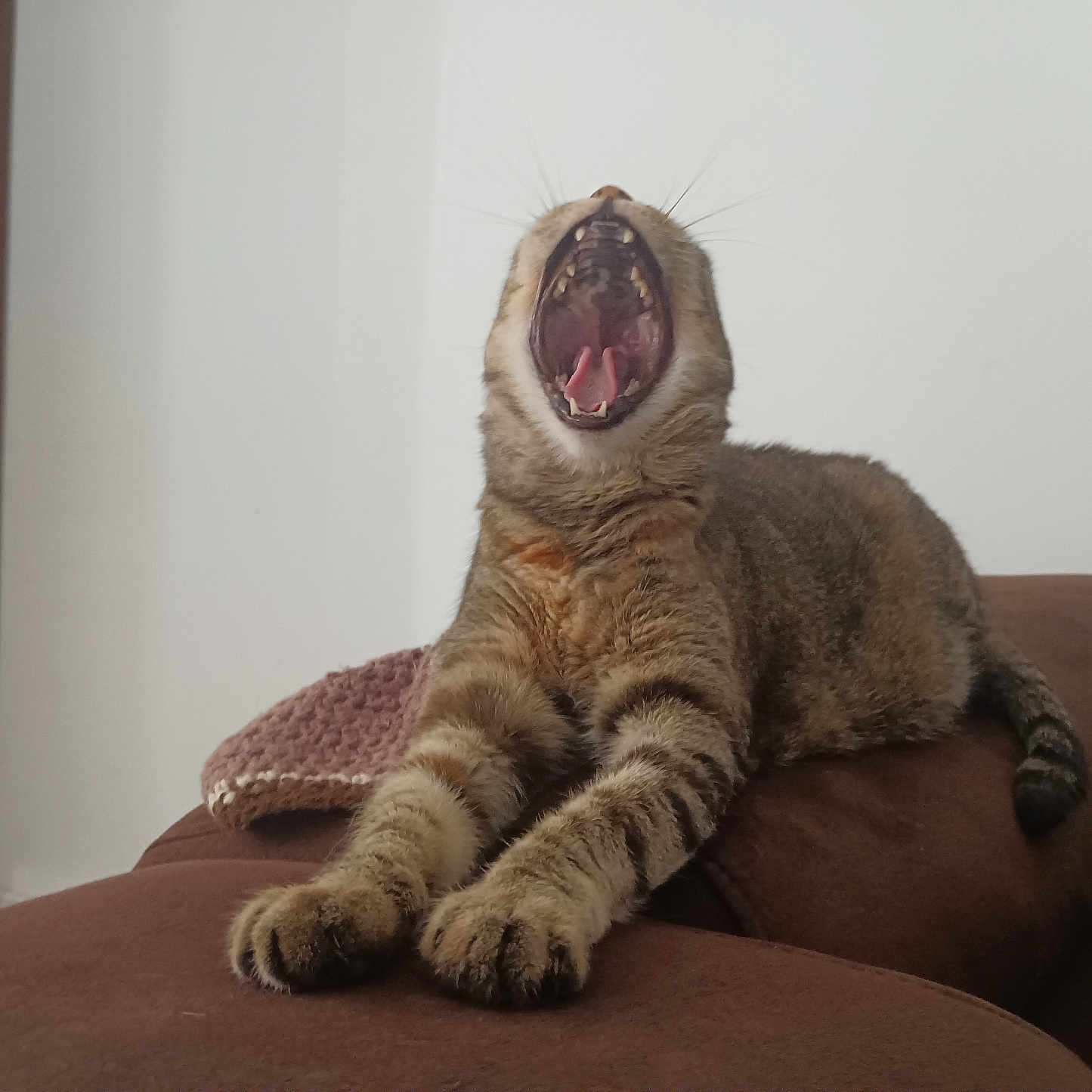 Lola participe au concours pour gagner de l'argent avec cette photo : animal, brown, cat, couch, cozy, domestic, feline, fur, furniture, home, indoor, knitted_blanket, paws, pet, relaxed, sleepy, stretching, tabby_cat, whiskers, yawning