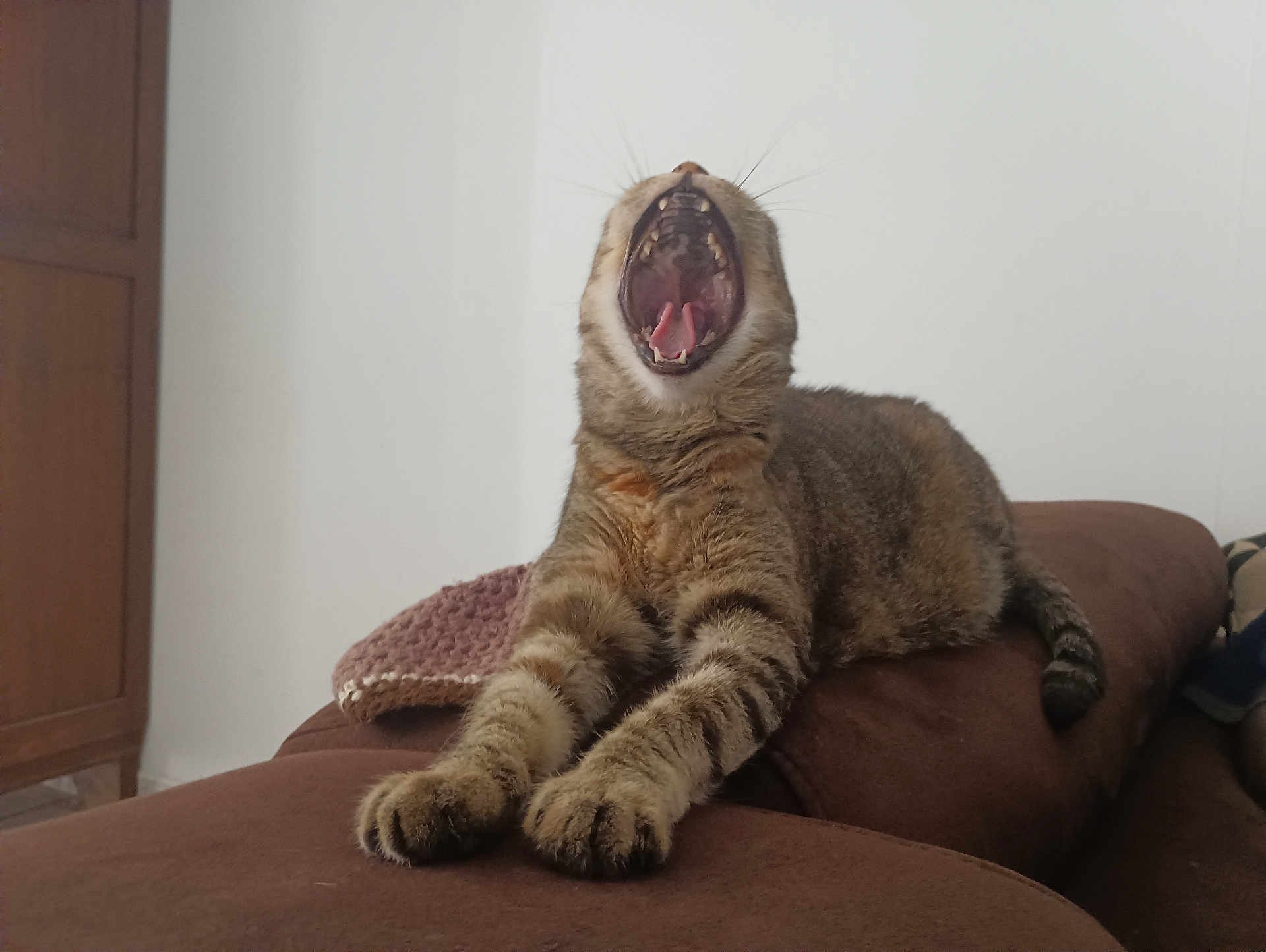 Lola