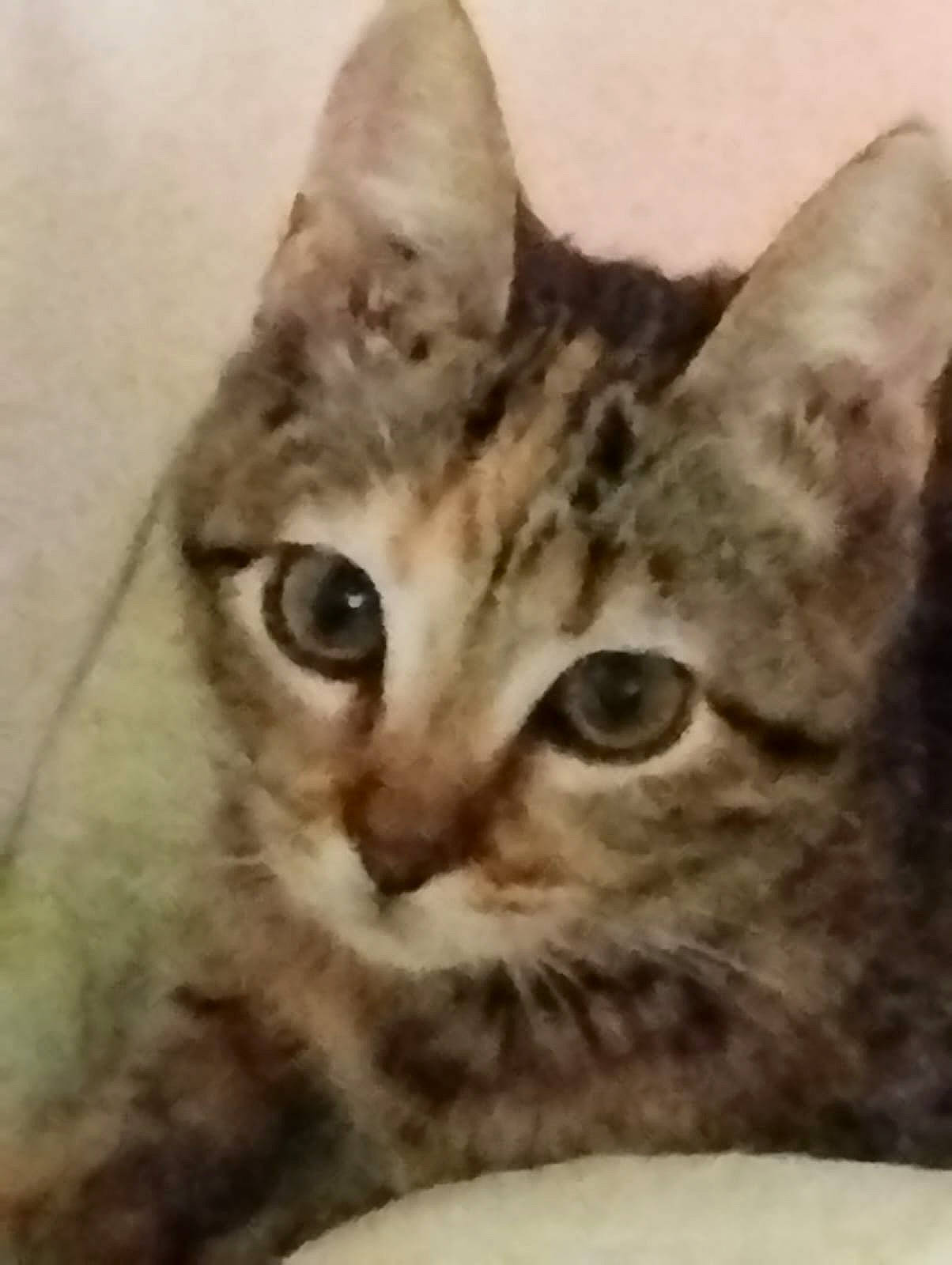 Lola a rejoint le concours — aidez-le/la à gagner de superbes lots ! carnivore, cat, domestic_short_haired_cat, ear, felidae, fur, paw, photo_caption, small_to_medium_sized_cats, snout, terrestrial_animal, whiskers, wildlife, window